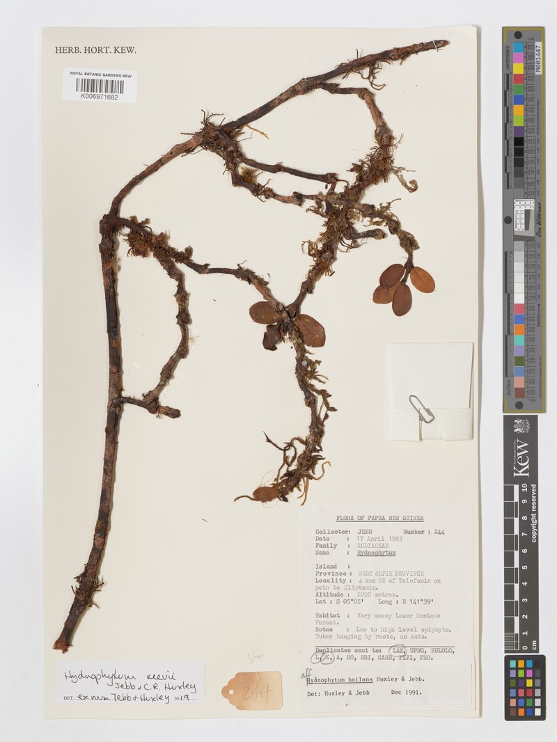 Hydnophytum reevii