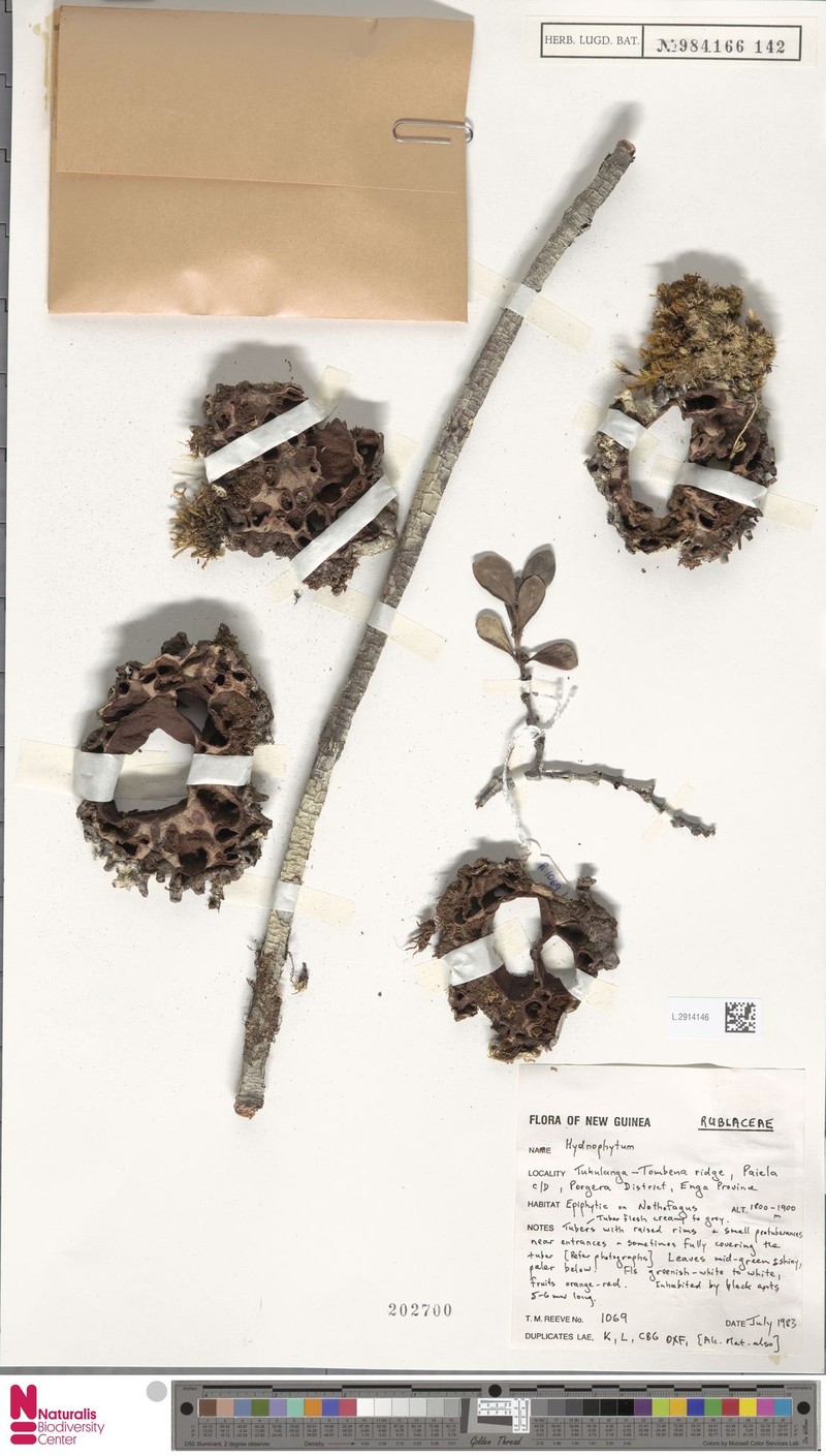 Hydnophytum reevii photo 2