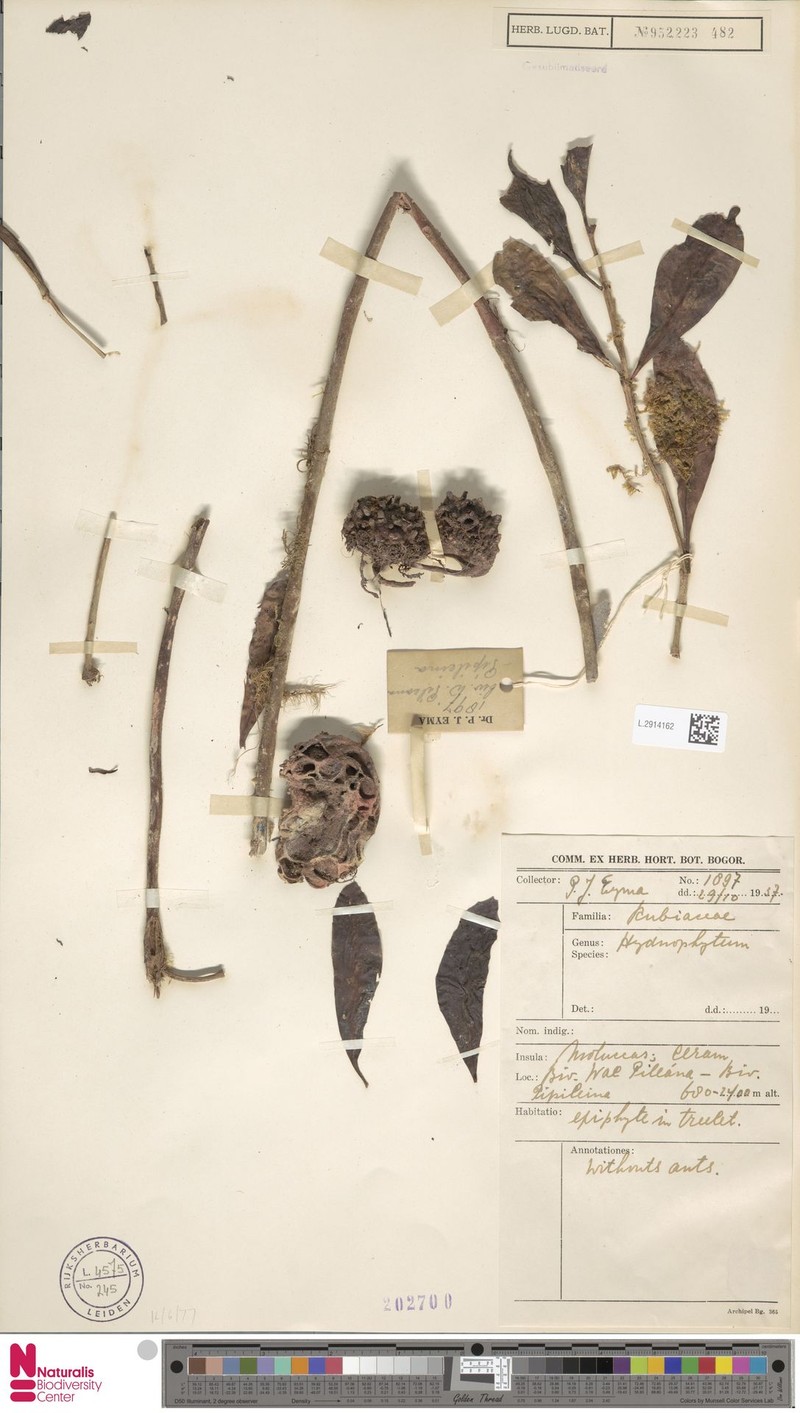 Hydnophytum reevii photo 3