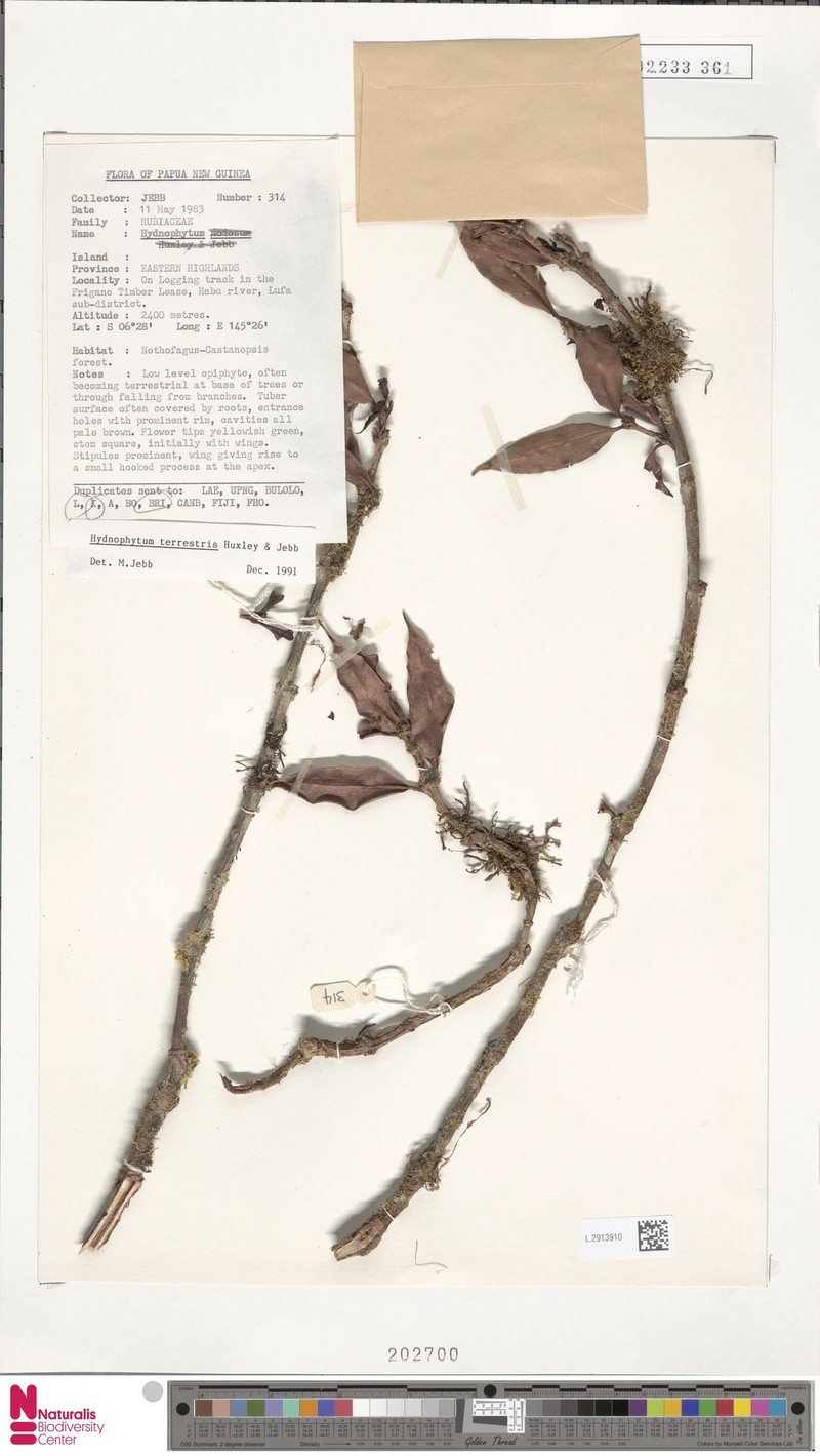 Hydnophytum terrestris