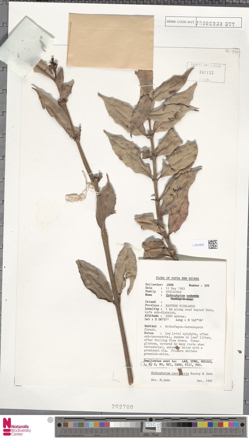 Hydnophytum terrestris photo 2
