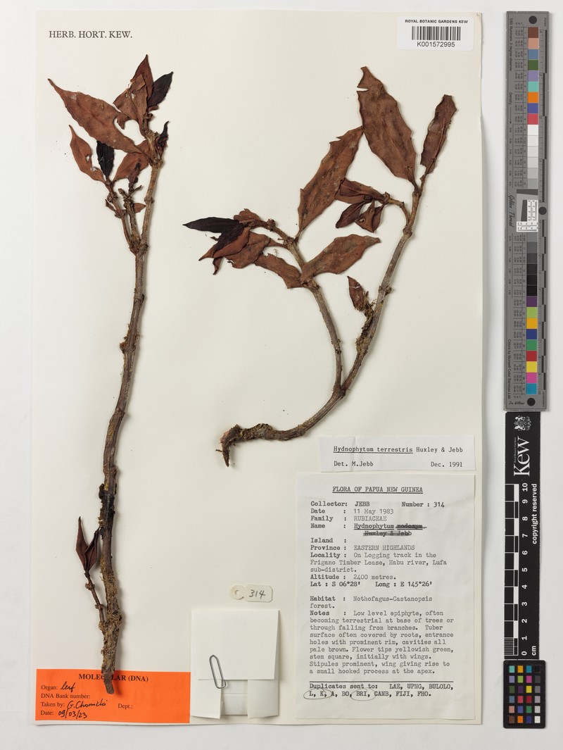 Hydnophytum terrestris photo 3