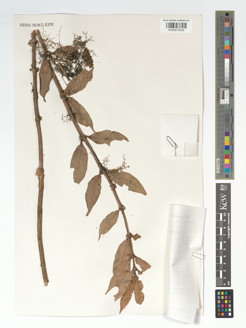 Hydnophytum terrestris photo 4