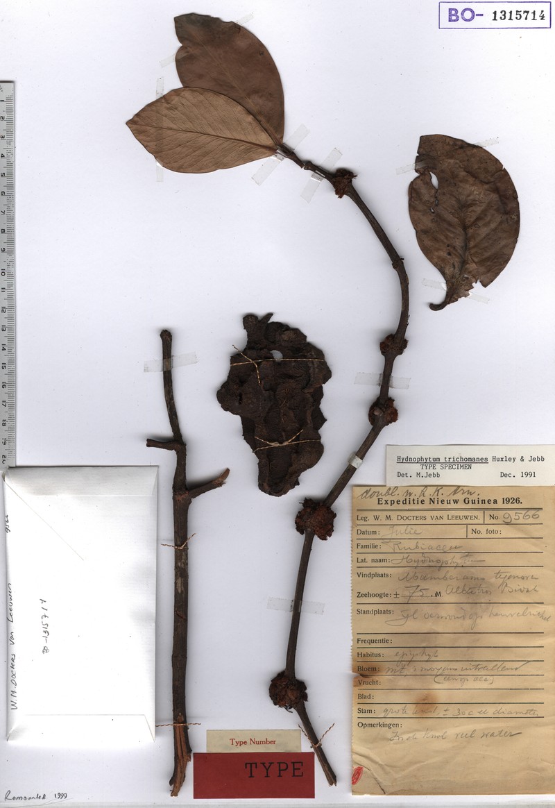 Hydnophytum trichomanes