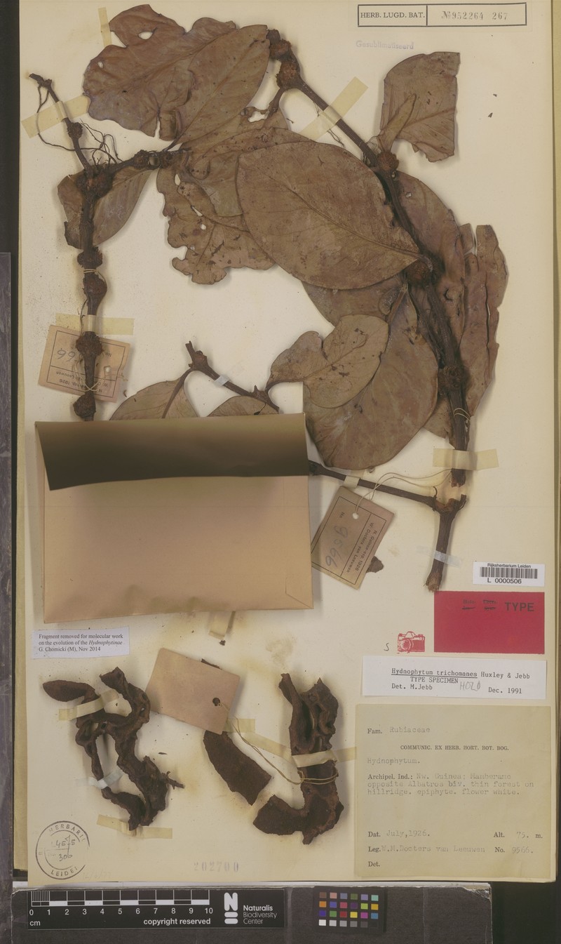 Hydnophytum trichomanes photo 2