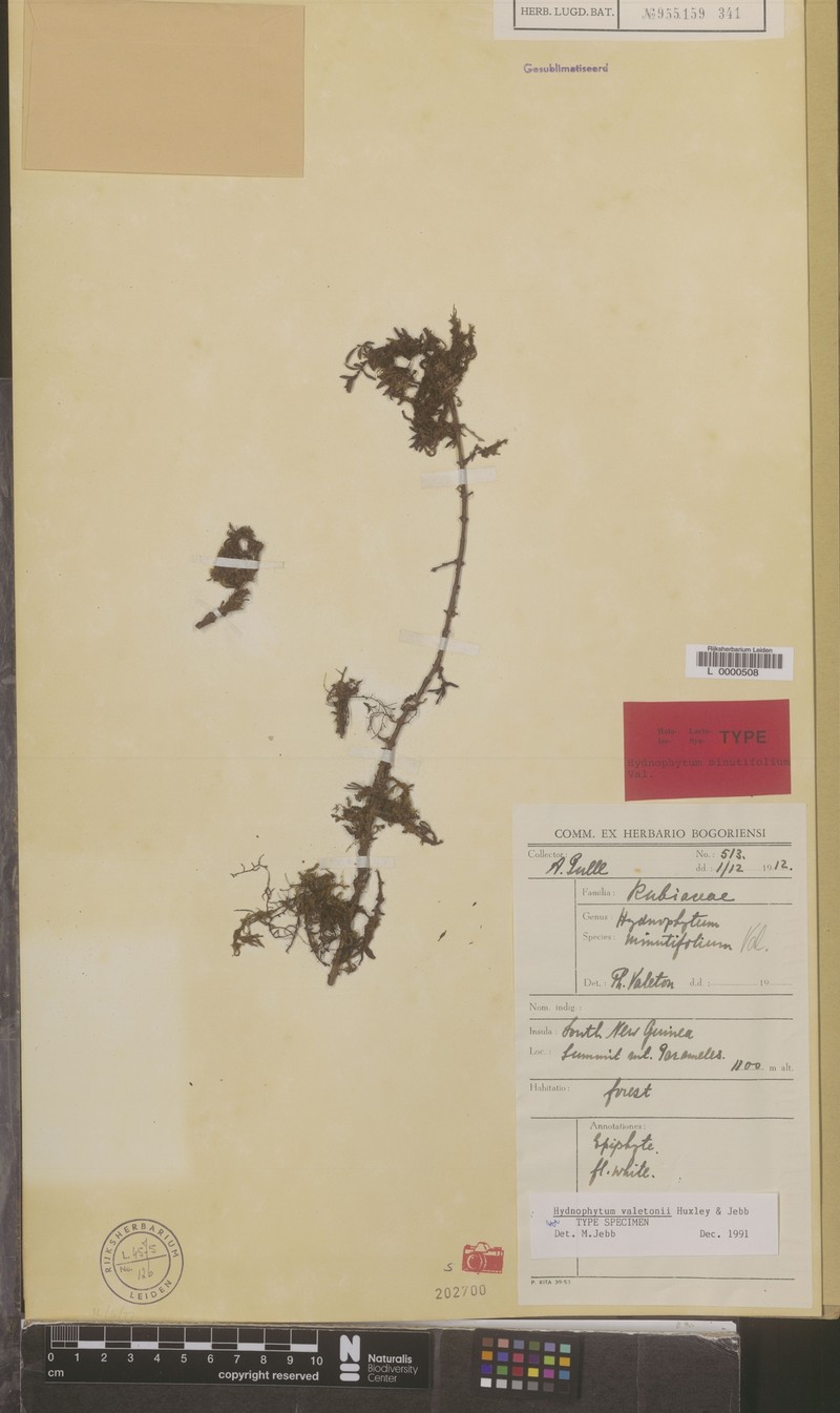 Hydnophytum valetonii