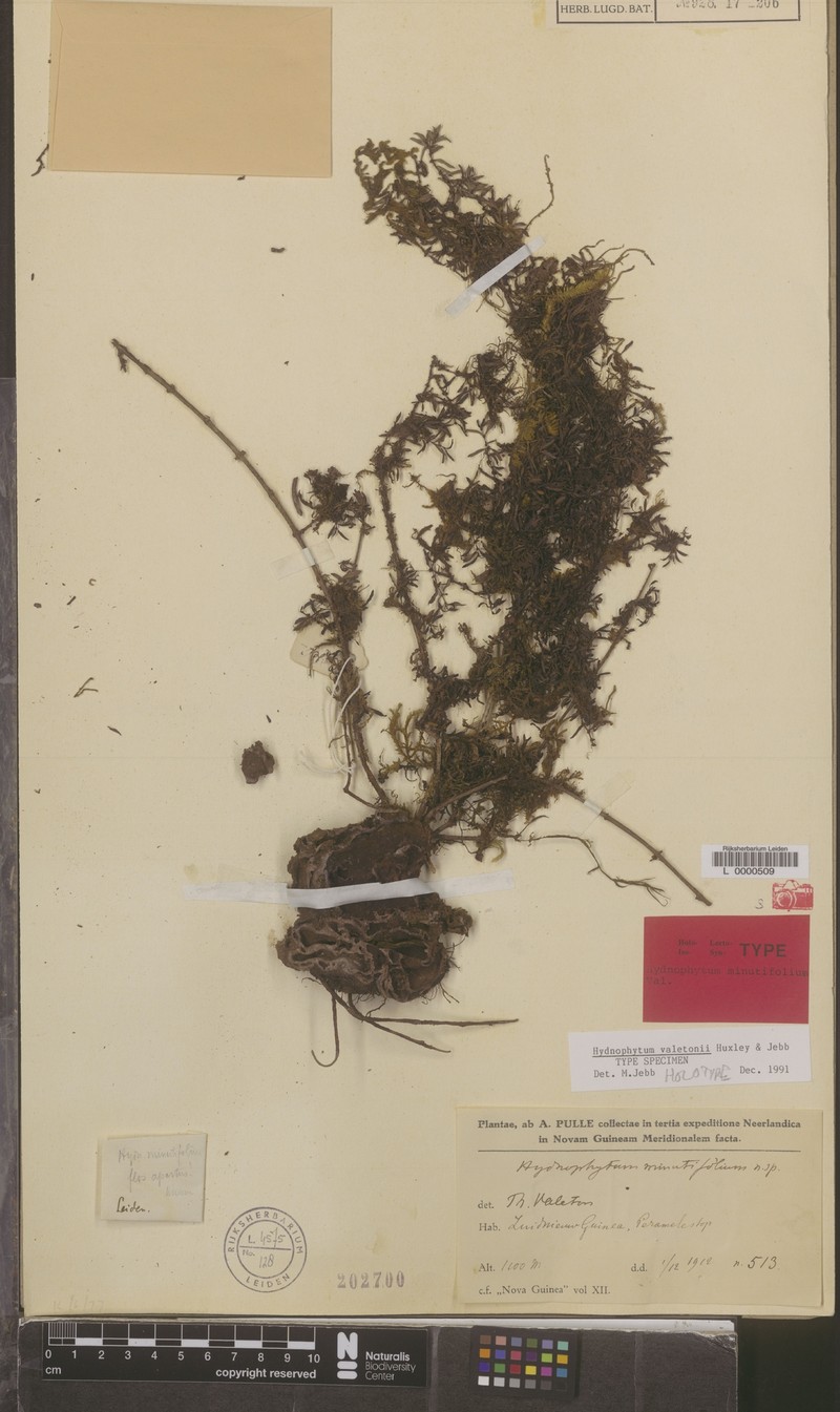 Hydnophytum valetonii photo 2