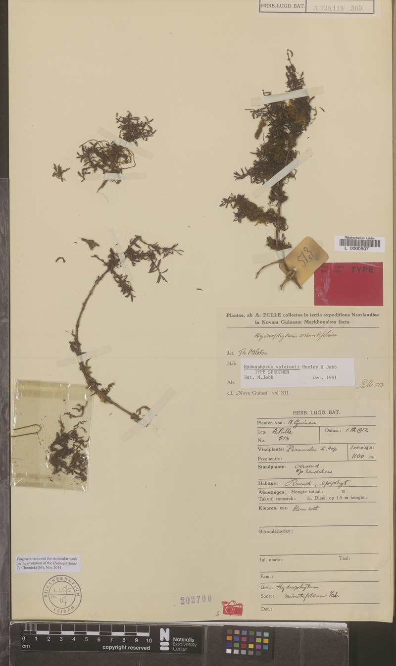 Hydnophytum valetonii photo 3