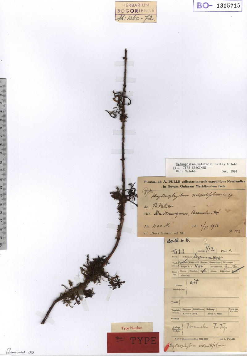 Hydnophytum valetonii photo 4