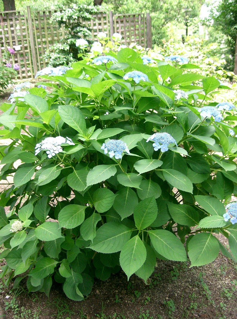 Hydrangea acuminata
