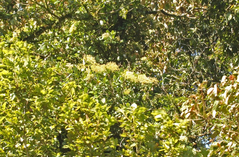 Hydrangea albostellata
