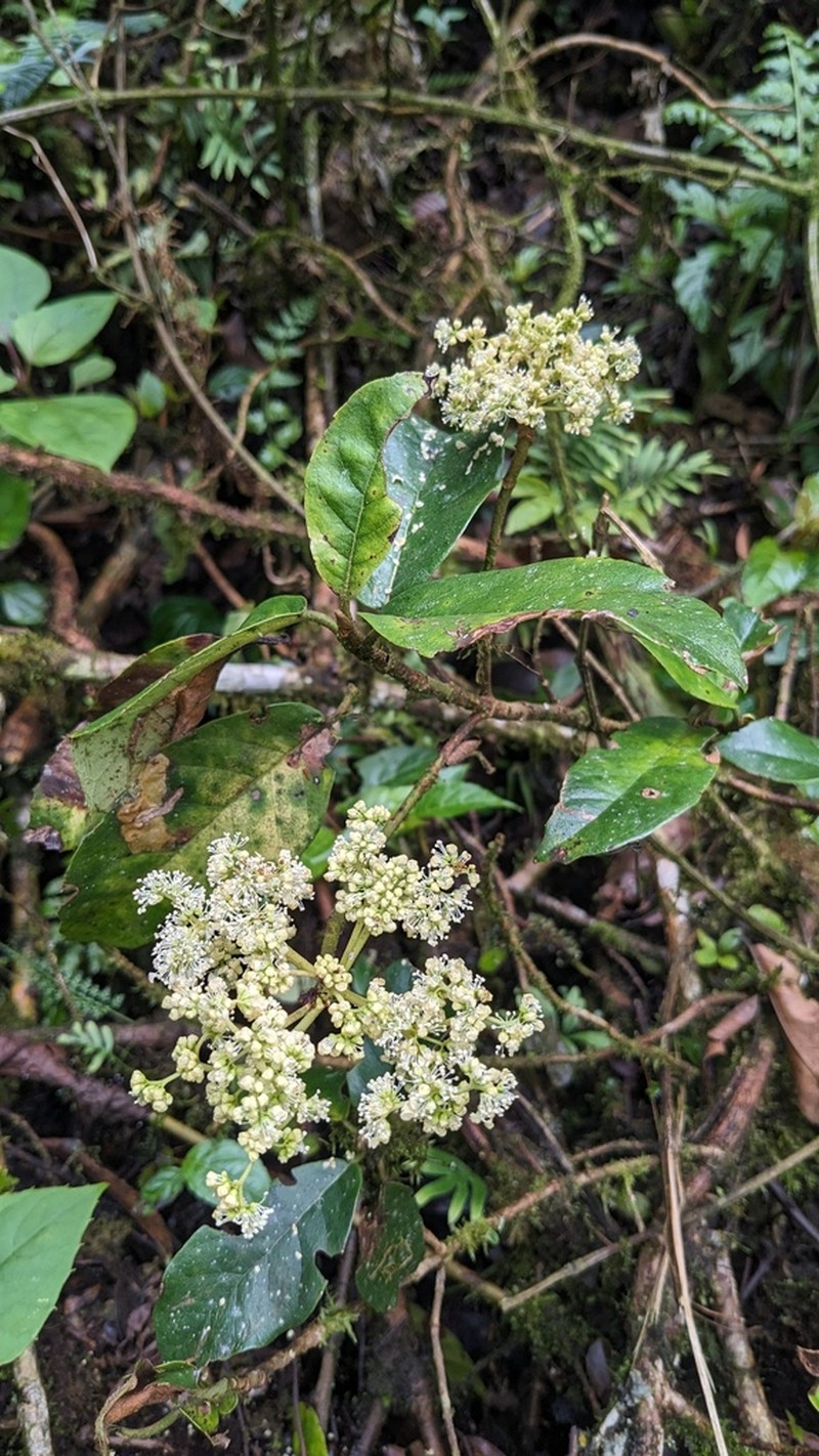 Hydrangea albostellata photo 2