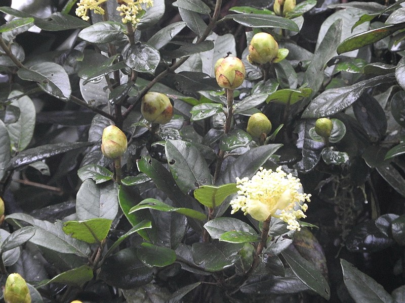 Hydrangea albostellata photo 3