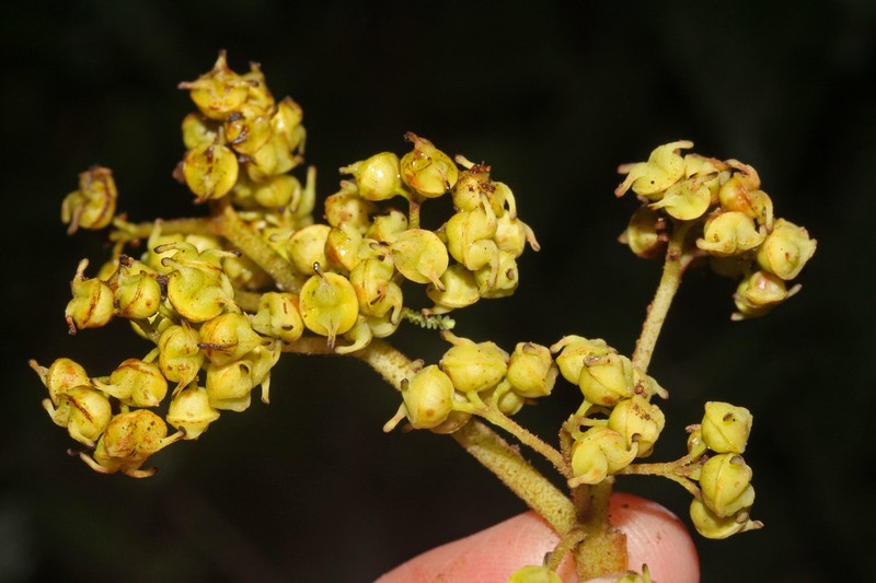 Hydrangea albostellata photo 4