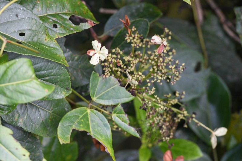 Hydrangea albostellata photo 7