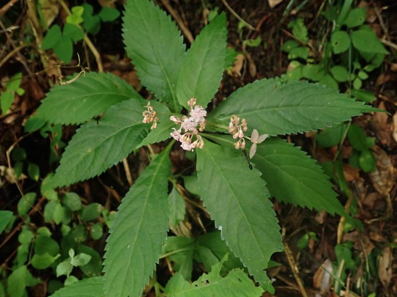 Hydrangea alternifolia photo 2