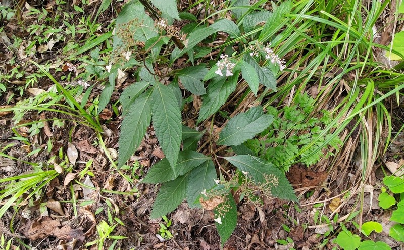 Hydrangea alternifolia photo 3