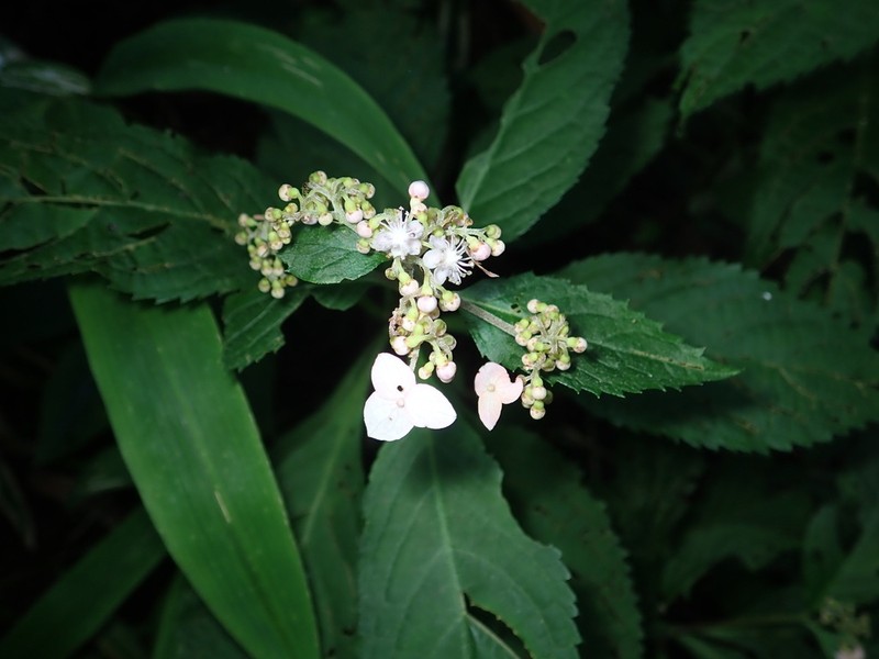 Hydrangea alternifolia photo 4