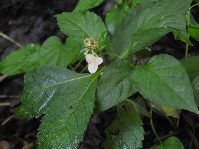 Hydrangea alternifolia photo 5