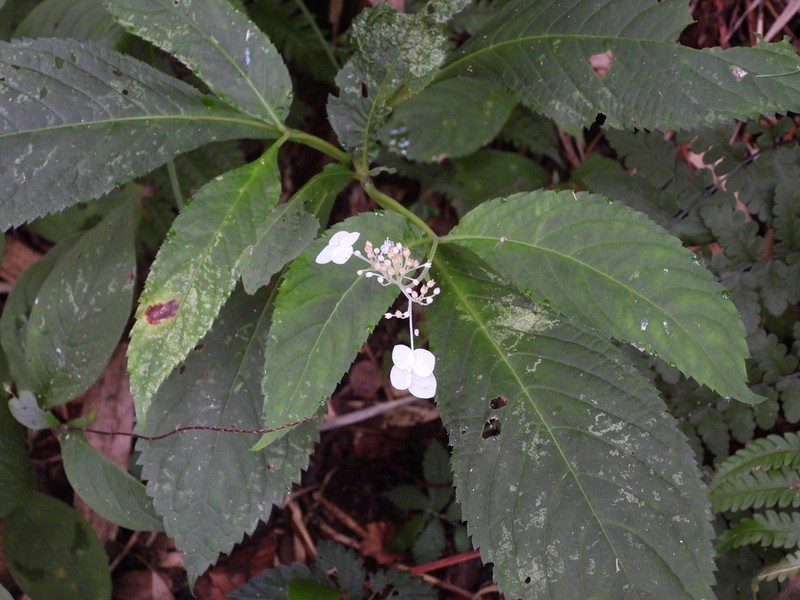 Hydrangea alternifolia photo 6