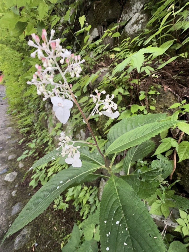 Hydrangea alternifolia photo 7