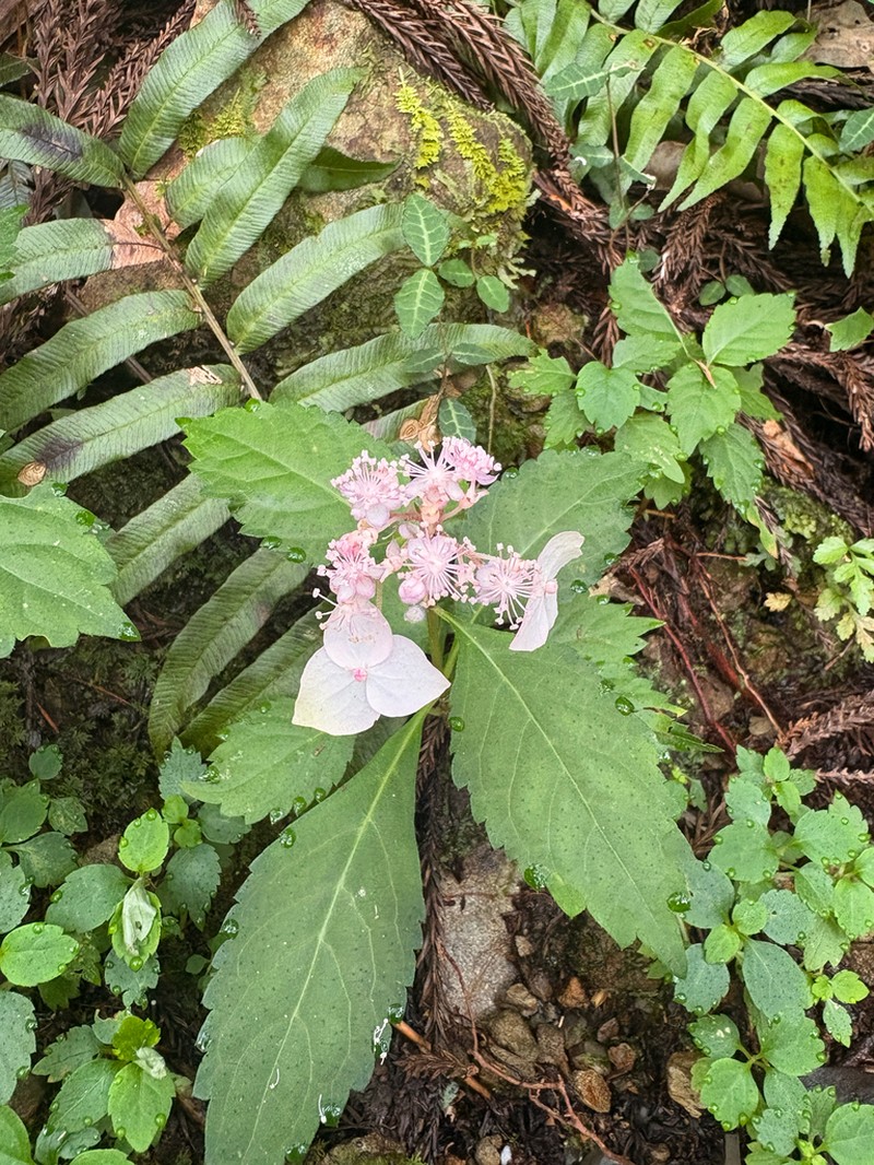Hydrangea alternifolia photo 8