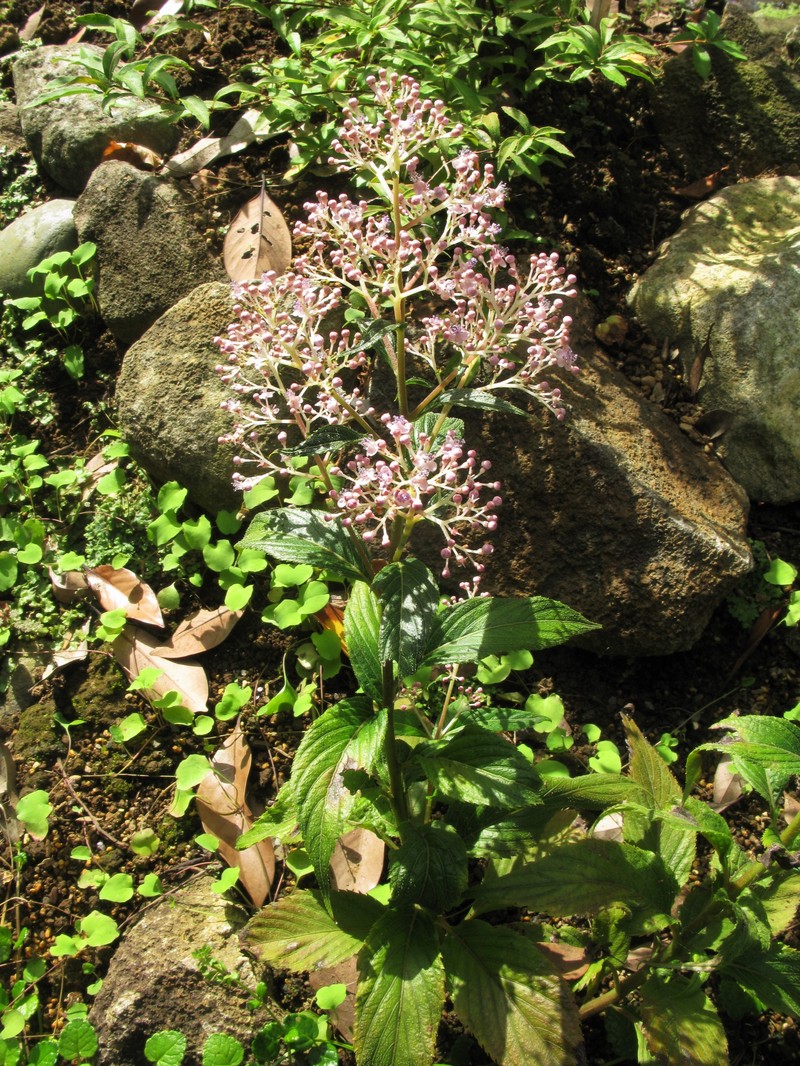 Hydrangea amamiohsimensis