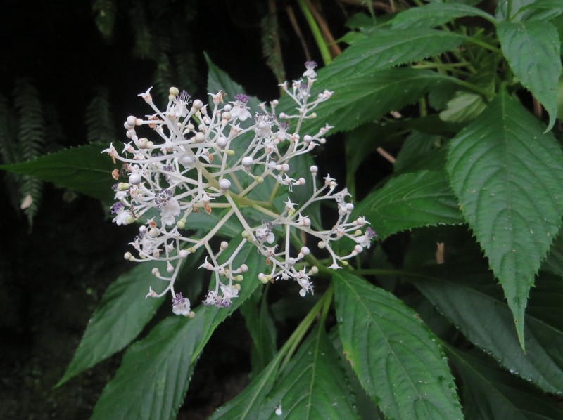 Hydrangea amamiohsimensis photo 2