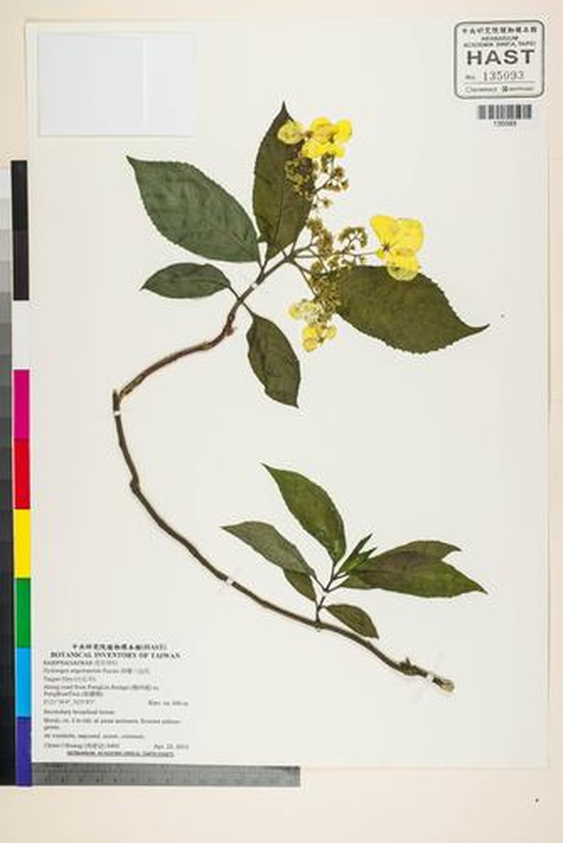 Hydrangea angustipetala