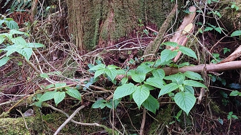 Hydrangea anomala photo 2