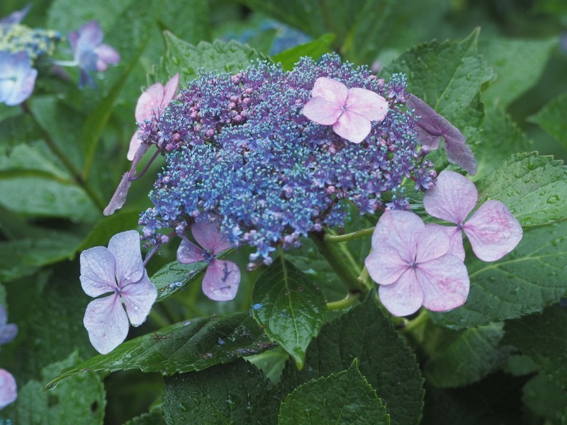 Hydrangea anomala photo 4