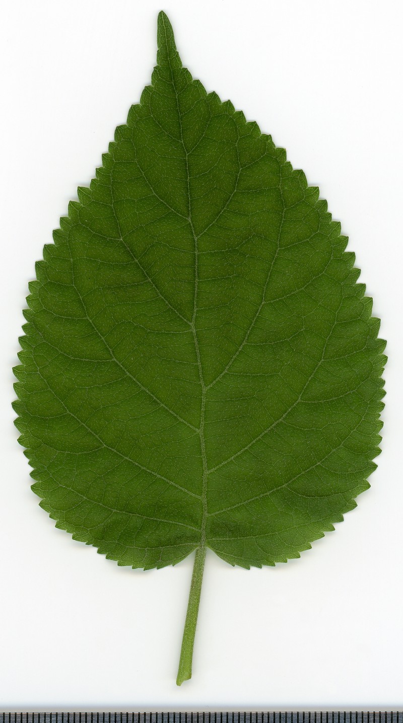 Wild Hydrangea photo 5