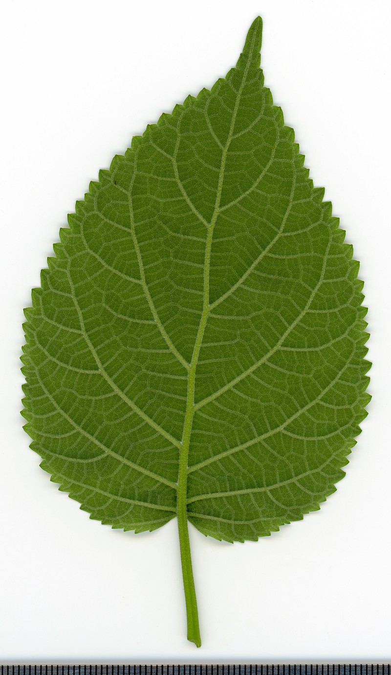 Wild Hydrangea photo 6