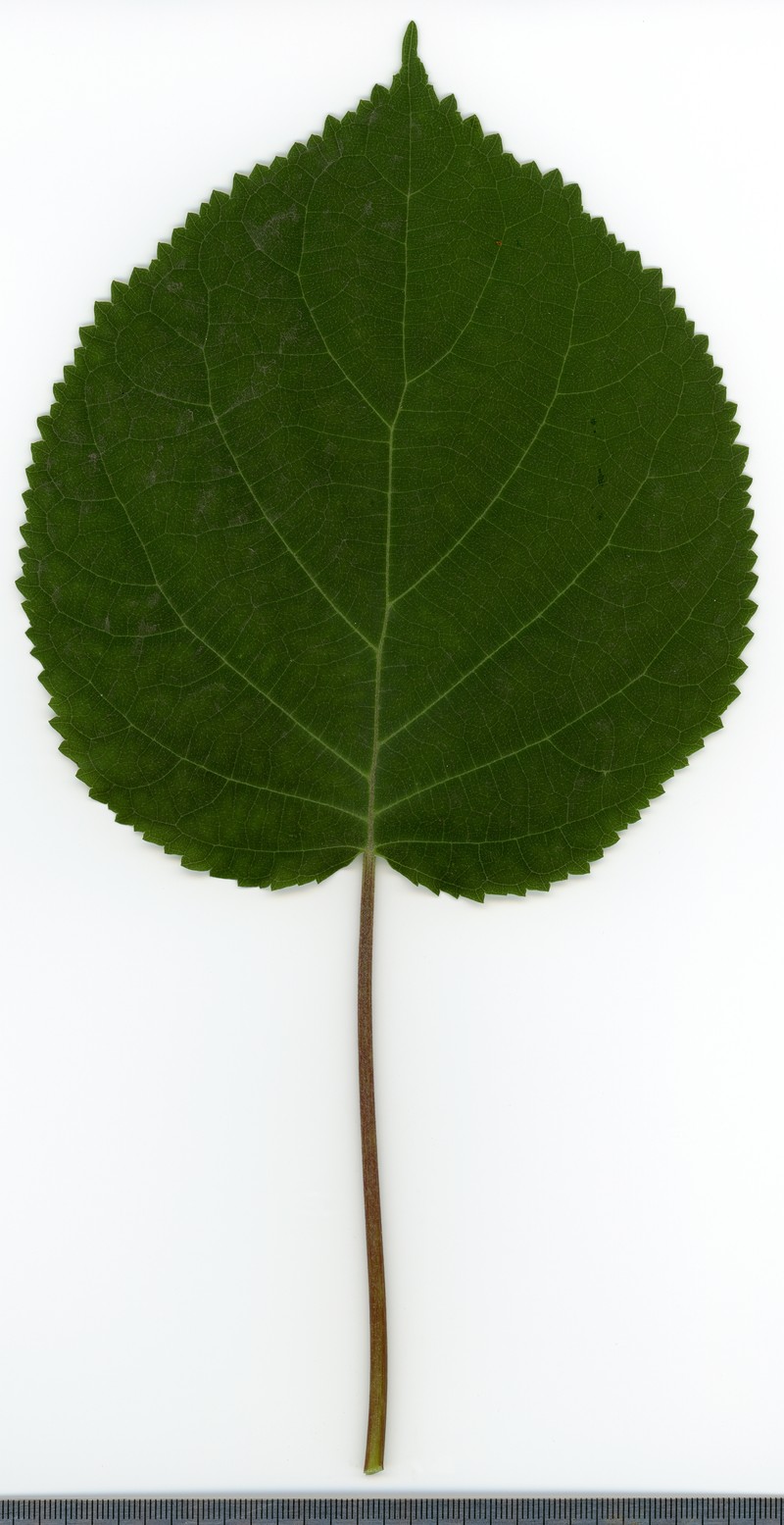 Wild Hydrangea photo 2