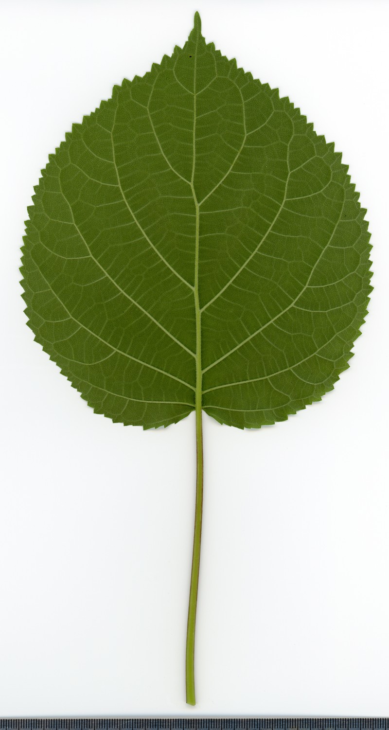 Wild Hydrangea photo 3