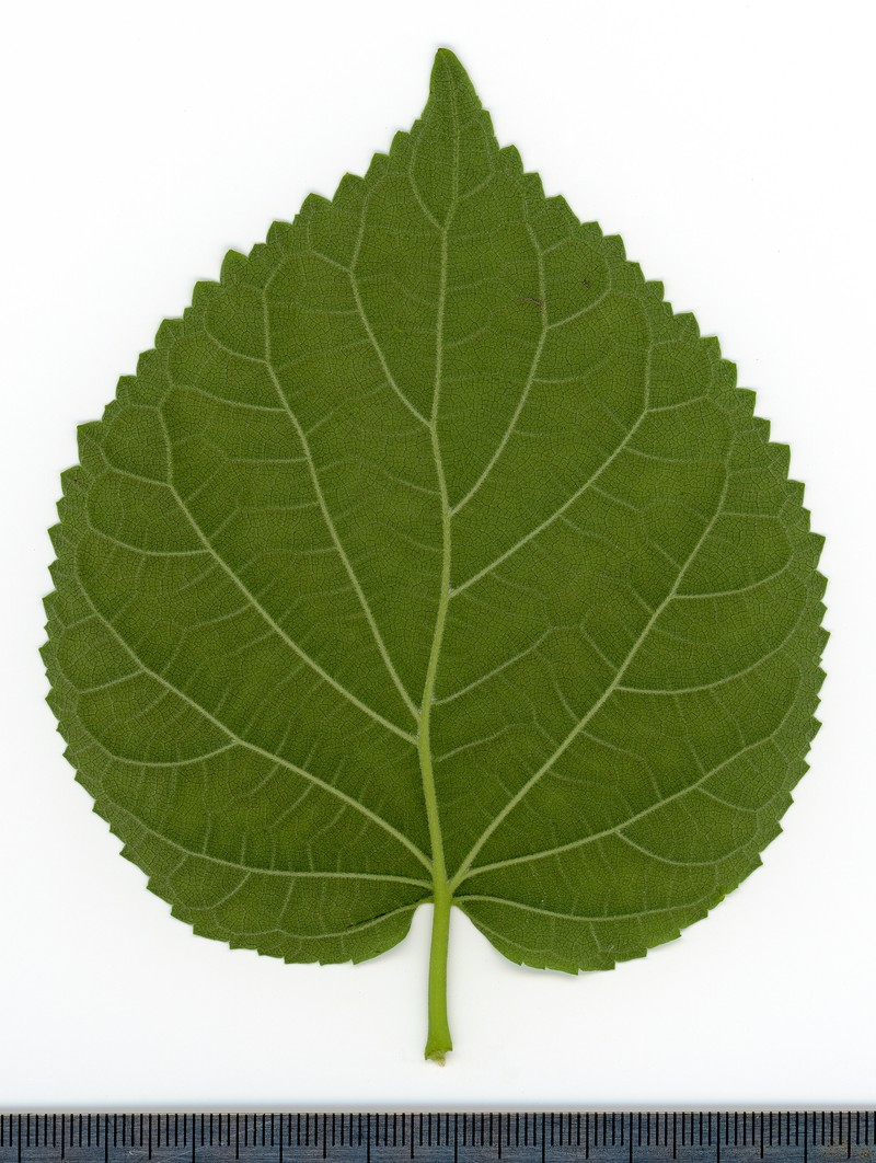 Wild Hydrangea photo 4