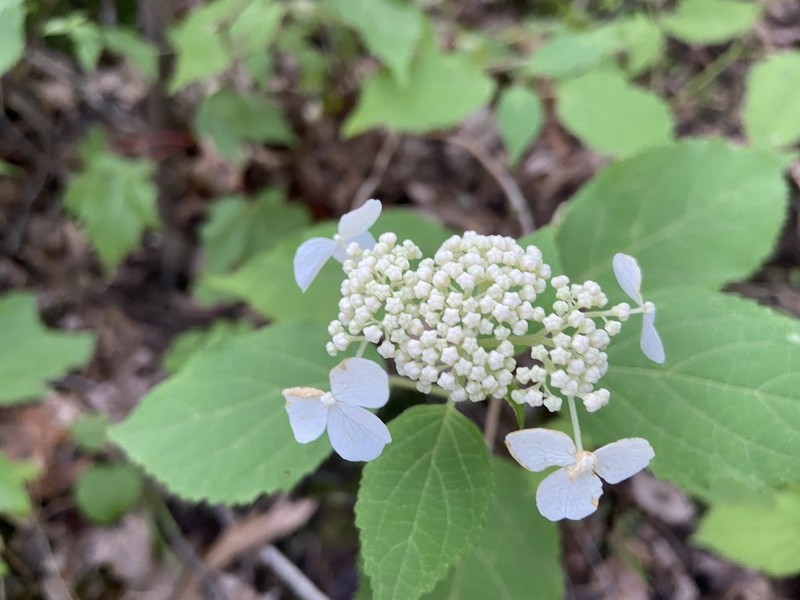 Wild Hydrangea