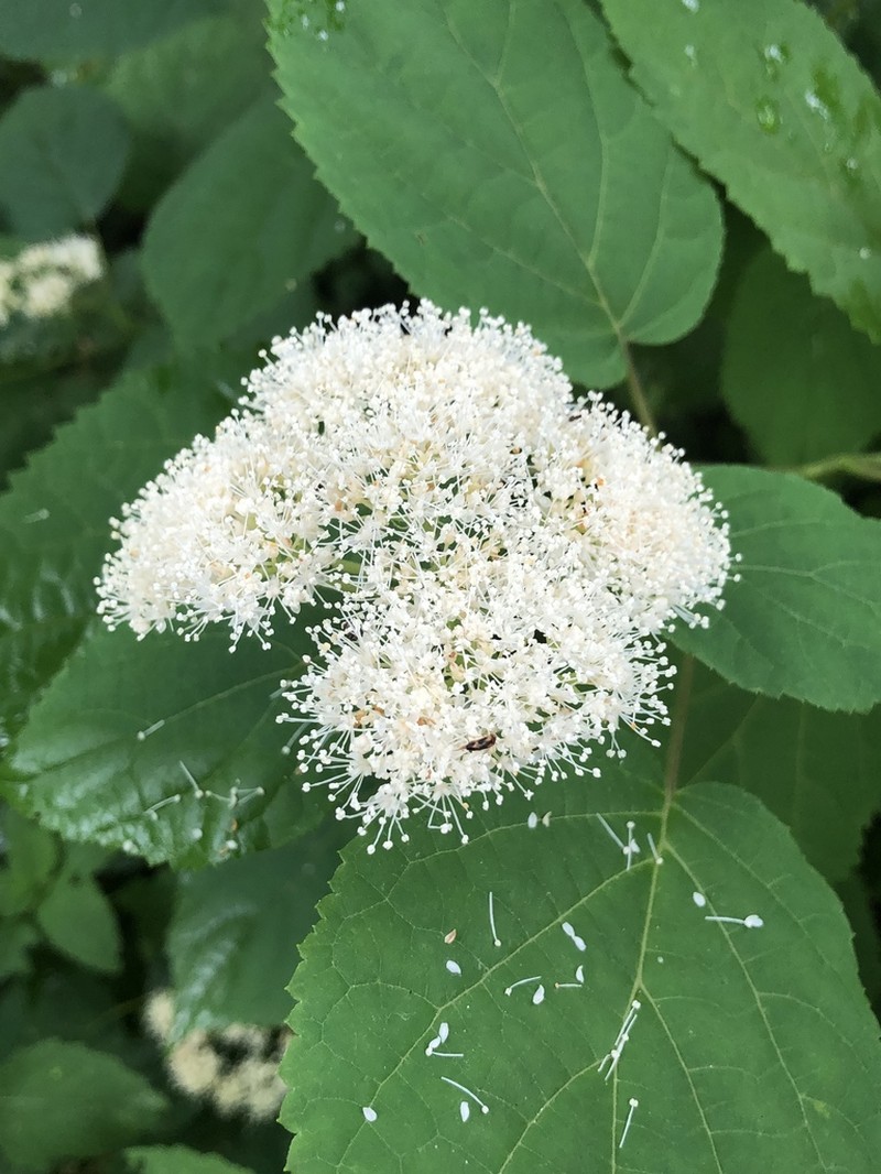 Wild Hydrangea photo 2