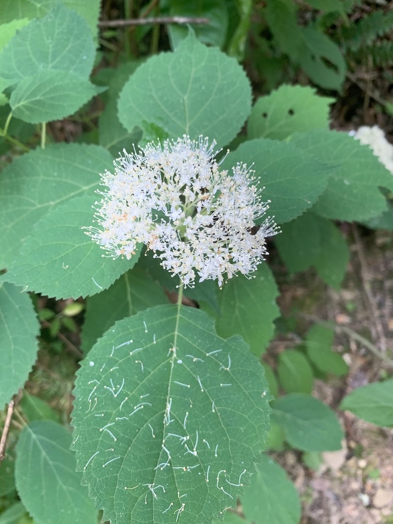 Wild Hydrangea photo 3