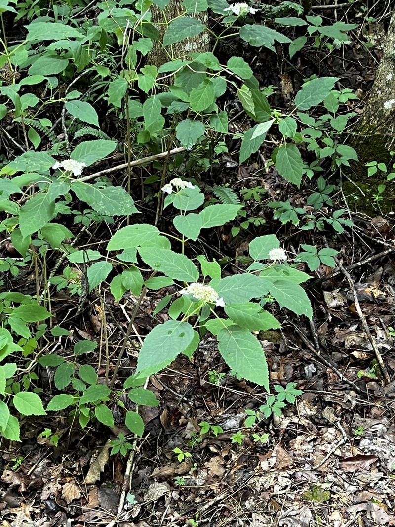 Wild Hydrangea photo 4