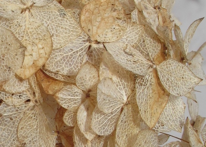 Wild Hydrangea photo 6