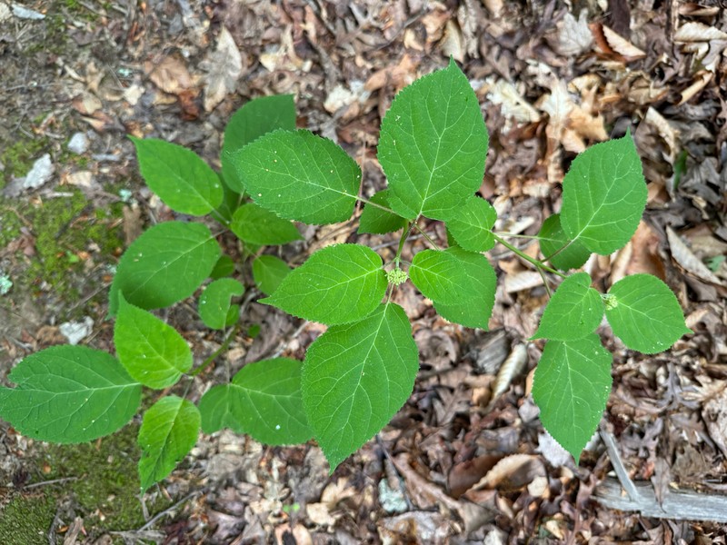 Wild Hydrangea photo 7