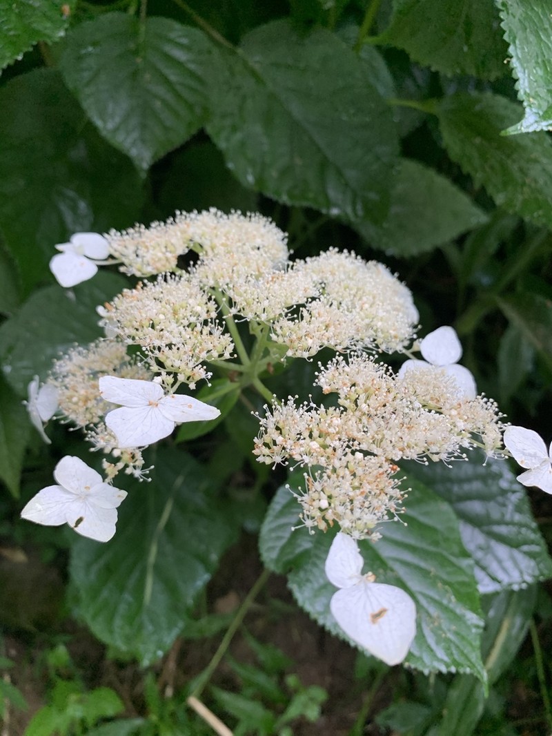 Wild Hydrangea photo 8