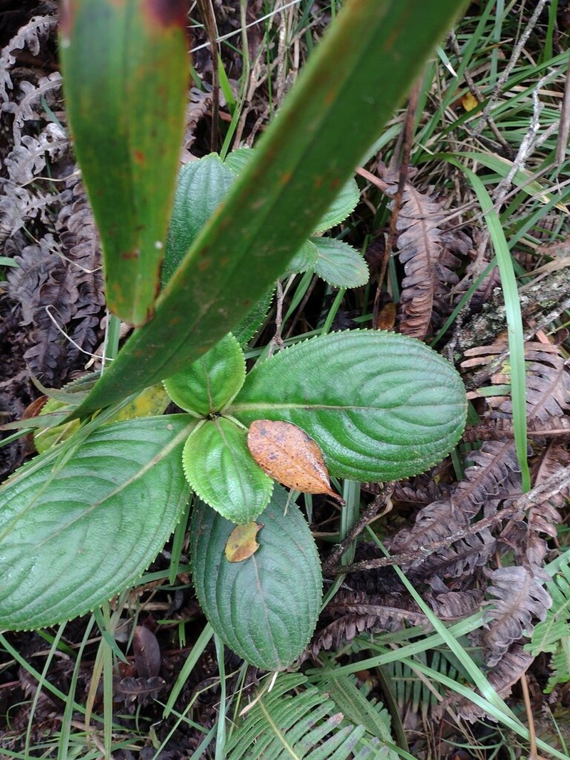 Kanawao photo 2
