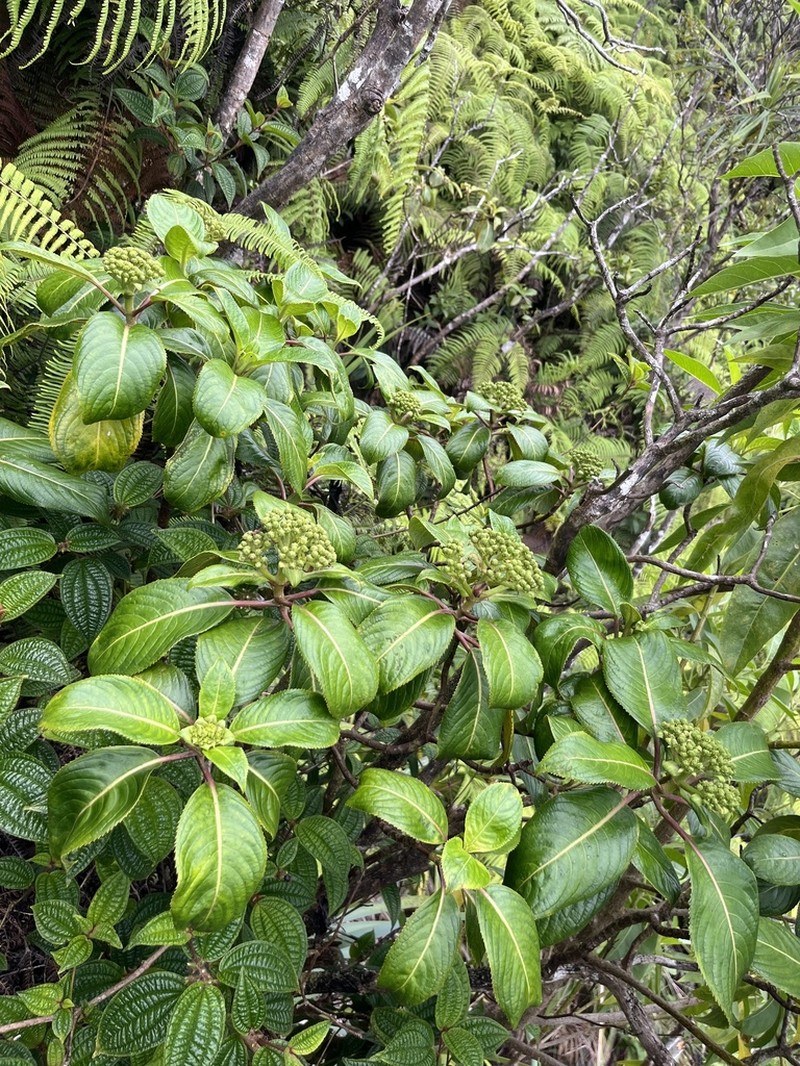 Kanawao photo 3