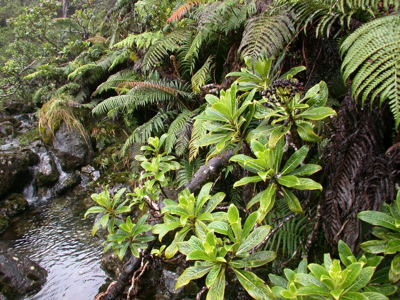 Kanawao photo 7