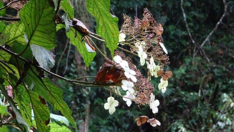 Hydrangea aspera