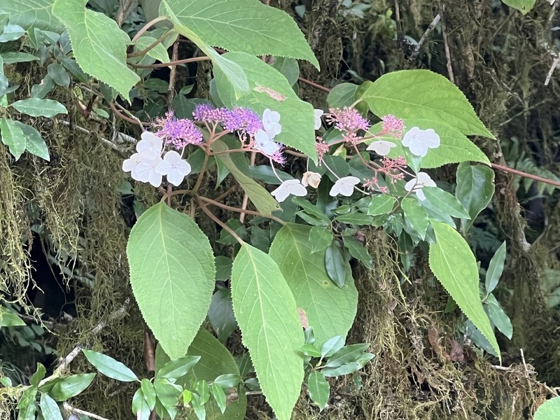 Hydrangea aspera photo 2