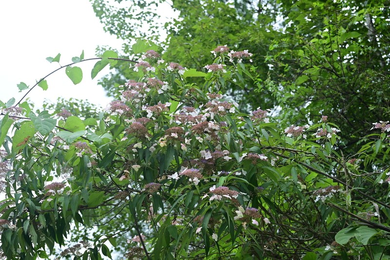 Hydrangea aspera photo 3