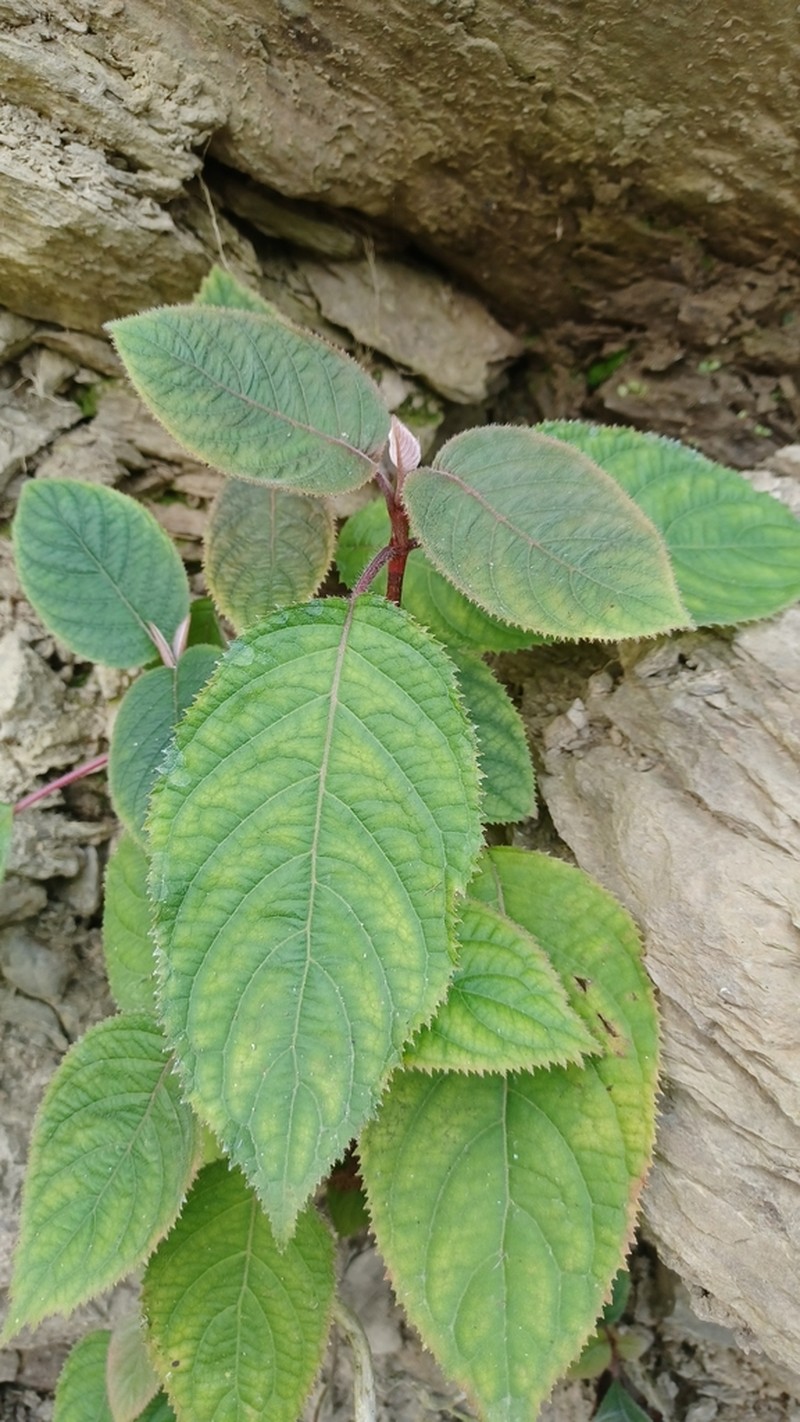 Hydrangea aspera photo 4